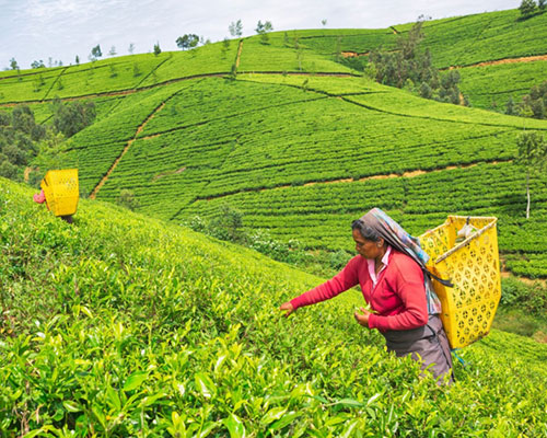 KANDY TO NUWARA ELIYA